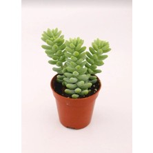 Smyrna Garden Sedum Burrito Succulent - 5,5 cm Saksıda - Eşek Kuyruğu Damkoruğu Sukulent