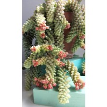 Smyrna Garden Sedum Burrito Succulent - 5,5 cm Saksıda - Eşek Kuyruğu Damkoruğu Sukulent