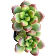 Smyrna Garden Sedum Lucidum Obesum Succulent - 5,5 cm Saksıda - Parlak Yağ Damkoruğu Sukulent