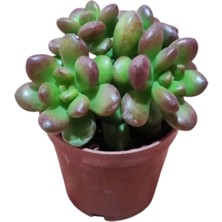 Smyrna Garden Sedum Lucidum Obesum Succulent - 5,5 cm Saksıda - Parlak Yağ Damkoruğu Sukulent