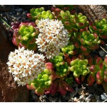 Smyrna Garden Sedum Lucidum Obesum Succulent - 5,5 cm Saksıda - Parlak Yağ Damkoruğu Sukulent