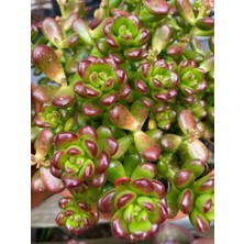 Smyrna Garden Sedum Lucidum Obesum Succulent - 5,5 cm Saksıda - Parlak Yağ Damkoruğu Sukulent