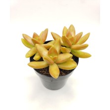 Smyrna Garden Sedum Golden Adolphii Succulent - 5,5 cm Saksıda - Kulak Otu Altın Sedum Damkoruğu Sukulent