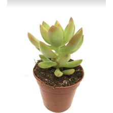 Smyrna Garden Sedum Golden Adolphii Succulent - 5,5 cm Saksıda - Kulak Otu Altın Sedum Damkoruğu Sukulent