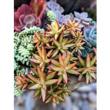 Smyrna Garden Sedum Firestorm Adolphii Succulent - 5,5 cm Saksıda - Ateş Fırtınası Damkoruğu Sukulent