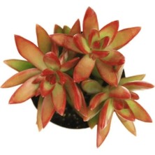 Smyrna Garden Sedum Firestorm Adolphii Succulent - 5,5 cm Saksıda - Ateş Fırtınası Damkoruğu Sukulent