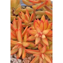 Smyrna Garden Sedum Firestorm Adolphii Succulent - 5,5 cm Saksıda - Ateş Fırtınası Damkoruğu Sukulent