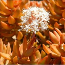 Smyrna Garden Sedum Firestorm Adolphii Succulent - 5,5 cm Saksıda - Ateş Fırtınası Damkoruğu Sukulent