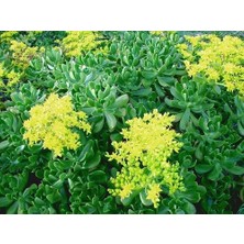 Smyrna Garden Sedum Praealtum Succulent - 5,5 cm Saksıda - Horoz İbiği Damkoruğu Sukulent