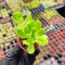 Smyrna Garden Sedum Praealtum Succulent - 5,5 cm Saksıda - Horoz İbiği Damkoruğu Sukulent