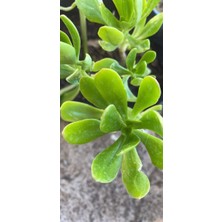 Smyrna Garden Sedum Praealtum Succulent - 5,5 cm Saksıda - Horoz İbiği Damkoruğu Sukulent