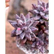 Smyrna Garden Sedum Pachyphytum Compactum Succulent - 5,5 cm Saksıda - Mücevher Damkoruğu Sukulent