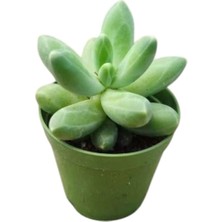 Smyrna Garden Sedum Pachyphytum Compactum Succulent - 5,5 cm Saksıda - Mücevher Damkoruğu Sukulent