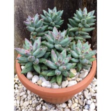 Smyrna Garden Sedum Pachyphytum Compactum Succulent - 5,5 cm Saksıda - Mücevher Damkoruğu Sukulent