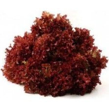 Aksaray Tohumculuk Kırmızı Kıvırcık Marul Tohumu 50 Adet Aksaray Tohumculuk