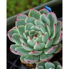 Smyrna Garden Renkli Pudralı Eçeverya Sukulent - 5,5 cm Saksıda - Echeveria (Eçeverya) Colorata Succulent