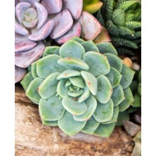 Smyrna Garden Renkli Pudralı Eçeverya Sukulent - 5,5 cm Saksıda - Echeveria (Eçeverya) Colorata Succulent