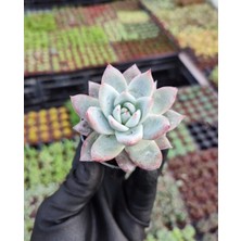 Smyrna Garden Renkli Pudralı Eçeverya Sukulent - 5,5 cm Saksıda - Echeveria (Eçeverya) Colorata Succulent