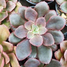 Smyrna Garden Boyalı Fırfırlar Eçeverya Sukulent - 5,5 cm Saksıda - Echeveria Painted Frills Succulent