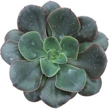 Smyrna Garden Boyalı Fırfırlar Eçeverya Sukulent - 5,5 cm Saksıda - Echeveria Painted Frills Succulent