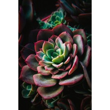 Smyrna Garden Boyalı Fırfırlar Eçeverya Sukulent - 5,5 cm Saksıda - Echeveria Painted Frills Succulent