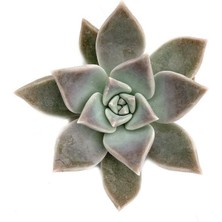 Smyrna Garden Güneş Kraliçe Eçeverya Sukulent - 5,5 cm Saksıda - Echeveria Silver Queen Succulent