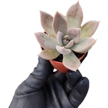 Smyrna Garden Güneş Kraliçe Eçeverya Sukulent - 5,5 cm Saksıda - Echeveria Silver Queen Succulent