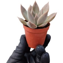 Smyrna Garden Güneş Kraliçe Eçeverya Sukulent - 5,5 cm Saksıda - Echeveria Silver Queen Succulent