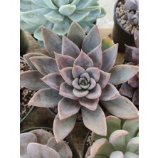 Smyrna Garden Güneş Kraliçe Eçeverya Sukulent - 5,5 cm Saksıda - Echeveria Silver Queen Succulent