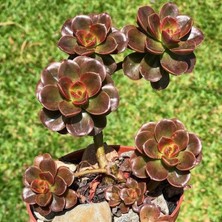 Smyrna Garden Pekmez Eçeverya Sukulent - 5,5 cm Saksıda - Echeveria Melaco Succulent