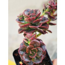 Smyrna Garden Pekmez Eçeverya Sukulent - 5,5 cm Saksıda - Echeveria Melaco Succulent