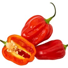 Zengarden Kırmızı Jamaika Acı Biber Tohumu Red Scotch Bonnet Jamaican