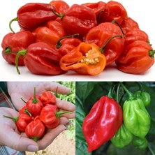 Zengarden Kırmızı Jamaika Acı Biber Tohumu Red Scotch Bonnet Jamaican