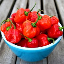 Zengarden Kırmızı Jamaika Acı Biber Tohumu Red Scotch Bonnet Jamaican