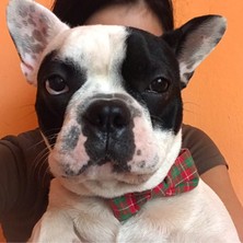 Huoxun Shop A Gri Çizgili Tasma Stili S Beden Ingiliz Stili Yaylı Pet Tasma Küçük Orta Köpekler Için Aksesuarlar Ayarlanabilir Yavru Kedi Köpek Tasmaları ve Tasmaları Mascotas Zincir (Yurt Dışından)
