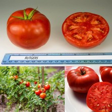 Zengarden Rutger Domates Tohumu Geleneksel Rutgers Tomato Seeds