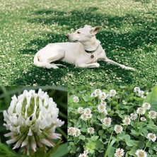 Zengarden Beyaz Trifolium Repens Tohumu Üçgül Çiçekli Yerörtücü