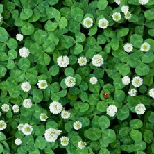 Zengarden Beyaz Trifolium Repens Tohumu Üçgül Çiçekli Yerörtücü