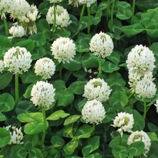 Zengarden Beyaz Trifolium Repens Tohumu Üçgül Çiçekli Yerörtücü