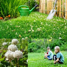 Zengarden Beyaz Trifolium Repens Tohumu Üçgül Çiçekli Yerörtücü