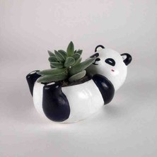 Mini Panda Saksı, Sukulent Saksısı