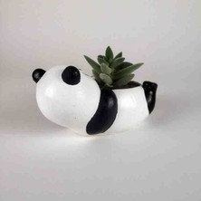 Mini Panda Saksı, Sukulent Saksısı