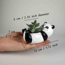 Mini Panda Saksı, Sukulent Saksısı