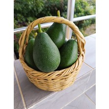 Has Organik Avokado 1 kg Büyük Boy 240 gr ve Üzeri