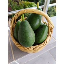 Has Organik Avokado 1 kg Büyük Boy 240 gr ve Üzeri