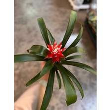 Denizin Garden Kırmızı Guzmanya Hope (Guzmania Hope)