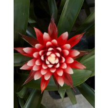 Denizin Garden Kırmızı Guzmanya Hope (Guzmania Hope)