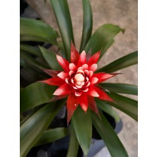 Denizin Garden Kırmızı Guzmanya Hope (Guzmania Hope)