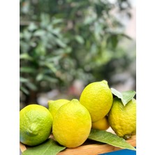 Limon 1 kg