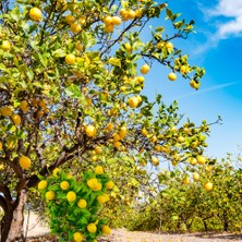 Köyceğiz Doğal Market Organik Köyceğiz Limonu